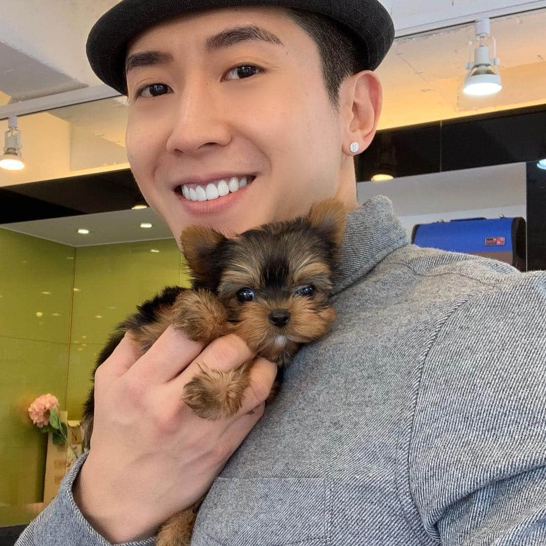 ブライアンさんのインスタグラム写真 - (ブライアンInstagram)「Introducing, the newest member to my family~ Romey... I knew the moment I saw this little guy, he was coming home with me:) So happy that I’m back with 3 rascals!  My apartment feels like a home again~ and with Jersey and Chester, watching over us from above, it feels even more complete... 여러분~ 제 새로운 가족 소개 합니다... 우리 막내 아들 ‘로미’ ... 다시 우리 집에 강아지 3마리가 있어서 제대로 된 집처럼 느뗘지네요 ㅋ 그리고 하늘에서 저지와 체스터 가 지켜봐주는거 아니까 더 마음이 안전합니다^^ #yorkshireterrier #yorkie #romeytheyorkie #로미 #romeyjoo #ashtheshihtzu #shihtzu #ashjoo #dog #dogstagram #dogsofinstagram #doglover #animalovers #brianjoo #pyeongtaek #평택 #강아지 #강아지분양 #강아지그램 #verydogpyeongtaek #베리독평택점 #행복 #사랑」4月15日 9時55分 - thebrianjoo