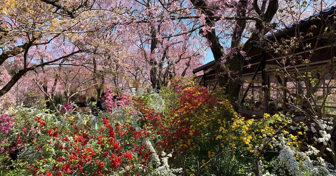 忍成修吾さんのインスタグラム写真 - (忍成修吾Instagram)「やっぱりココ好きだな~🌸 #京都#kyoto#桜#sakura」4月15日 9時48分 - shugo_oshinari