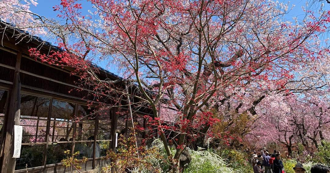 忍成修吾さんのインスタグラム写真 - (忍成修吾Instagram)「やっぱりココ好きだな~🌸 #京都#kyoto#桜#sakura」4月15日 9時48分 - shugo_oshinari