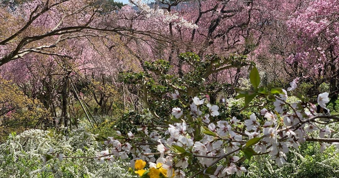 忍成修吾さんのインスタグラム写真 - (忍成修吾Instagram)「やっぱりココ好きだな~🌸 #京都#kyoto#桜#sakura」4月15日 9時48分 - shugo_oshinari