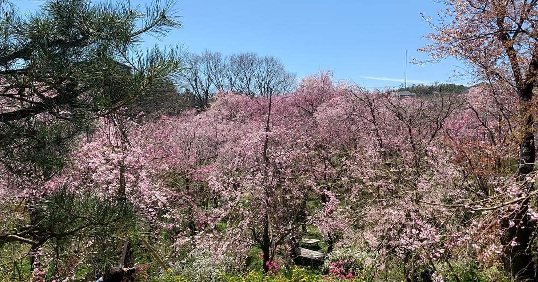 忍成修吾さんのインスタグラム写真 - (忍成修吾Instagram)「やっぱりココ好きだな~🌸 #京都#kyoto#桜#sakura」4月15日 9時48分 - shugo_oshinari