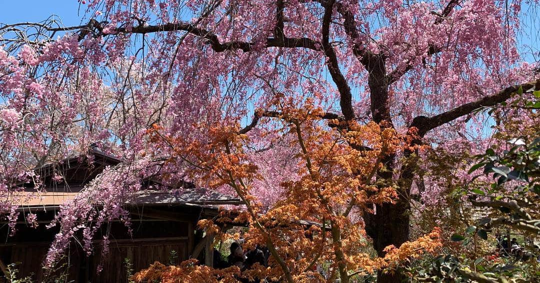 忍成修吾さんのインスタグラム写真 - (忍成修吾Instagram)「やっぱりココ好きだな~🌸 #京都#kyoto#桜#sakura」4月15日 9時48分 - shugo_oshinari