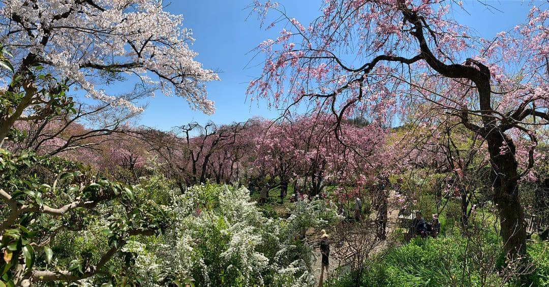 忍成修吾さんのインスタグラム写真 - (忍成修吾Instagram)「やっぱりココ好きだな~🌸 #京都#kyoto#桜#sakura」4月15日 9時48分 - shugo_oshinari