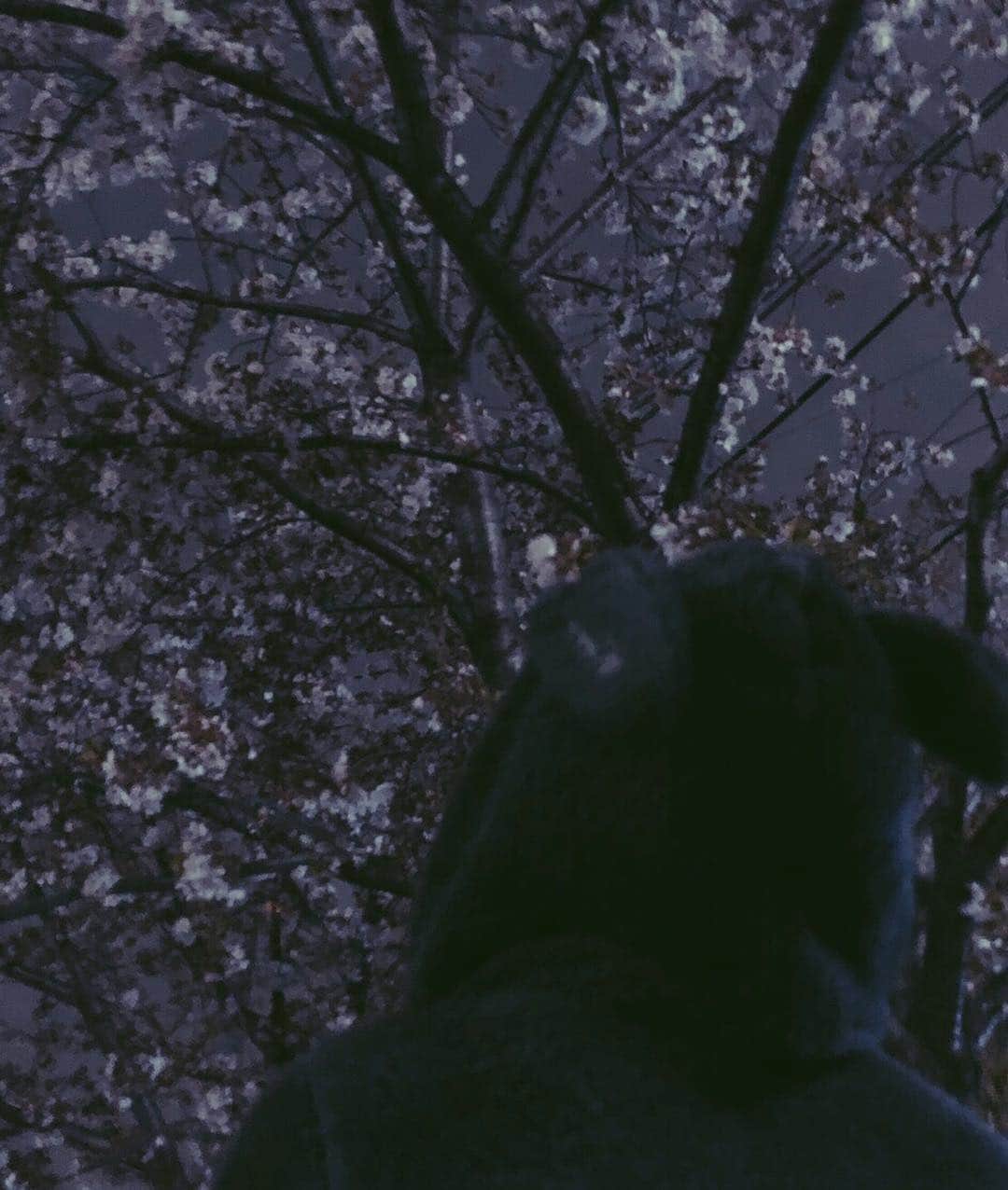 chiiiiiのインスタグラム：「🌸🐰」