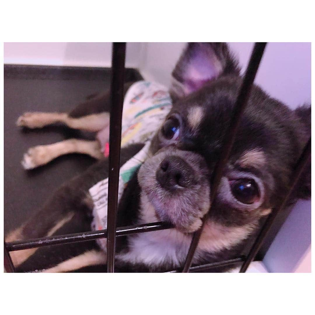 有明ゆなさんのインスタグラム写真 - (有明ゆなInstagram)「ねえ、鼻がとれちゃうよ？笑笑 . . . . #愛犬 #チワワ #チワワちゃん #チワワ画像 #チワワ大好き #ちわわ #ちわわ大好き #ちわわ多頭飼い #ちわわちゃん #ちわすたぐらむ #イヌスタグラム #いぬすたぐらむ #ぶちゃかわ #ぶちゃいく #ぶちゃ」4月15日 10時06分 - ariake_yuna