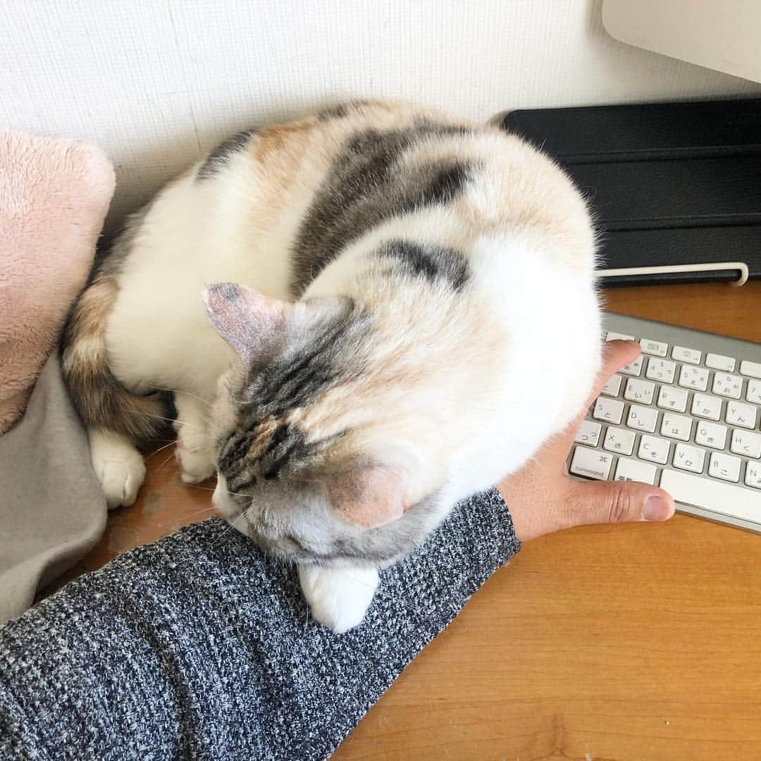 ホタテ＆クラム＆シラスのインスタグラム：「甘えん坊にも程がある。 #cat #neko #ScottishFold #猫 #ねこ #スコティッシュフォールド #catstagram #instagram #instagramjapan #ig_japan #igersjp」