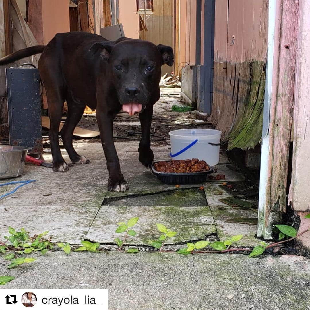 ロゼリン・サンチェスさんのインスタグラム写真 - (ロゼリン・サンチェスInstagram)「Please help... Humacao Puerto Rico.  Para ayudar escriban a @crayola_lia_ Necesita su ayuda.  Gracias  #Repost @crayola_lia_ with @get_repost ・・・ Hi friends,  This sweet boy is in an abandoned area in the town of Humacao, with no houses or people around. He is been fed and given water by a woman every two or three days because she lives 40 minutes away. She says when she goes by, he begins to cry and wants to go with her on her car. She asks for my help. This breaks my heart. If you think you can help me in any way with him, please write me. Someone or some organization who can open their doors to him. You can also help me by sharing this post. He only eat each two day💔  Let’s change this innocent dog’s circumstances! Thank you for your support.  #rescuedog#rescuedogsofinstagram#rescuedismyfavoritebreed#adoptdontshop#fosteringsaveslives#pitbull#pitbullrescue#dontbullymybreed#dontbullymybully#pitbullsofinstagram#puertorico#seepuertorico#LOAD#LOADPR」4月15日 10時11分 - roselyn_sanchez