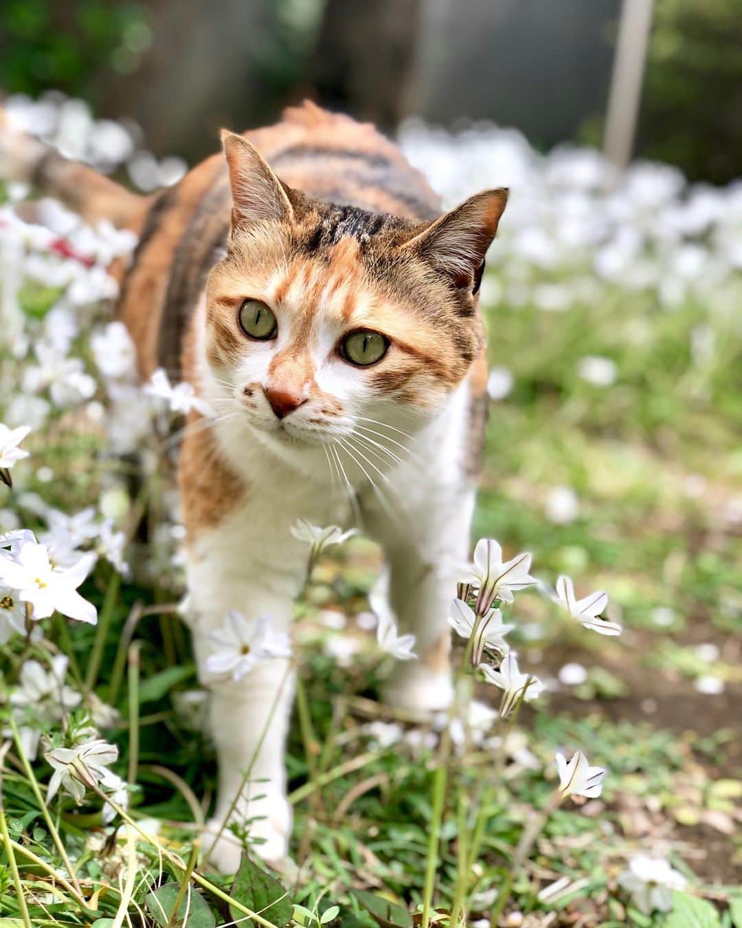 山田稔明さんのインスタグラム写真 - (山田稔明Instagram)「おはようございます #ポチ実 #三毛猫」4月15日 10時15分 - toshiakiyamada