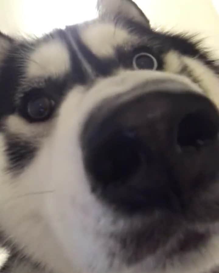 husky and malamuteのインスタグラム：「Another one.🙈😂😂when you received girl’s message.🌝 follow @alaskandaily （Twitter：alaskandaily）for more cute pic and video.😜 ……………………………………………………………… Each video was approved by the original author. But  don't have a Instagram account. We are first one post those video. So watermark credit @alaskandaily ……………………………………………………………… #alaskan#malamute#alaskanmalamute#alaskanhusky#malamutesofinstagram#puppylife#puppylove#puppydog#puppylover#dogdays#malamutepuppy#huskies#huskeypuppy#huskeiesreq#siberian#huskeiesofig#dogslife#dogsofnyc#cutedog#cutedogs#huskeypics#huskeylovers#huskygram#huskeylove#huskiesofinstagram#dogsofnyc#husky#狗」