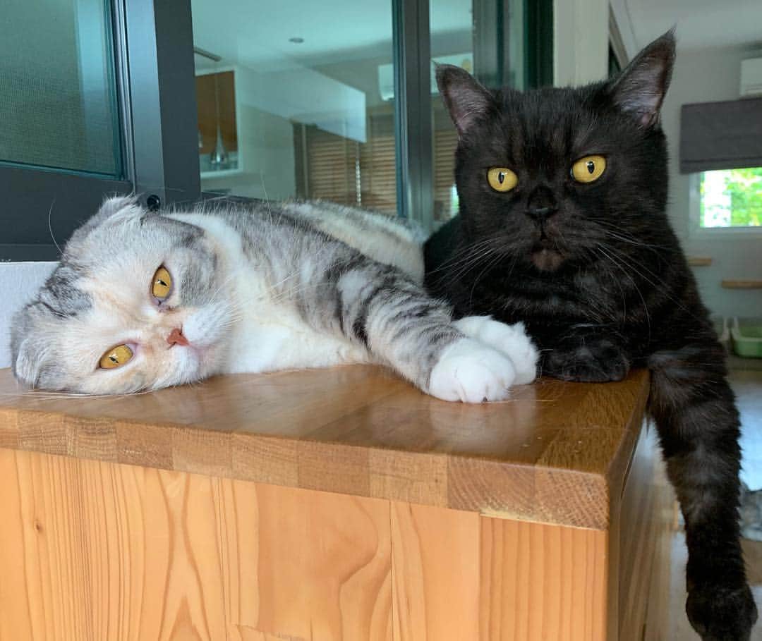 のインスタグラム：「Like father, Like daughter...รูปหน้าและตากลม #catsofinstagram」