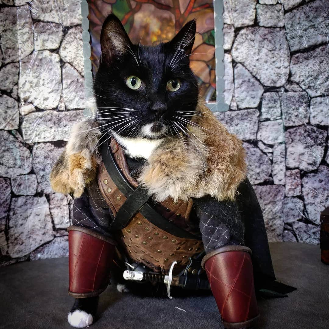 猫コスプレさんのインスタグラム写真 - (猫コスプレInstagram)「"We know no cat but the Cat in the North, whose name is Stark!" #GameofThrones #ForTheThrone . . . . . . #CatCosplay #JonSnow #tyrionlannister #JonSnowcosplay #tyrion #GoTS8 #gotfanart #gotfan #gameofthronescosplay #catcostume #cats #aww #catarmor」4月15日 10時56分 - cat_cosplay