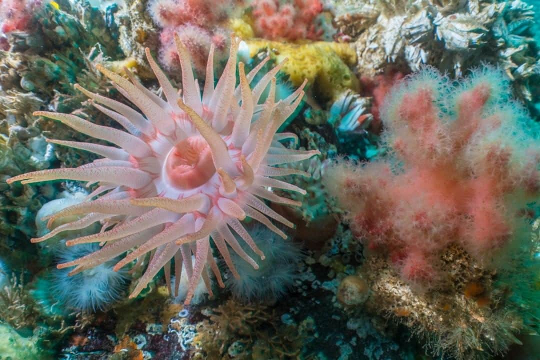 ナショナルジオグラフィックさんのインスタグラム写真 - (ナショナルジオグラフィックInstagram)「Photo by @cristinamittermeier | British Columbia’s coast continues to be one of my favorite dive spots on the planet. The best diving months are in the winter, when plankton blooms die down and the water becomes crystal clear. Above the surface, the sea can be violent and moody as the waves crash against the rugged shoreline. However, once underwater, it’s a completely new world, a hidden treasure chest of marine life. Here, a sea anemone sways to the rhythm of the ocean, extending its tentacles to feed. This is only one of a plethora of marine species that inhabit this nutrient-rich area. #FollowMe at @CristinaMittermeier and explore my feed for more underwater photos from #BeautifulBC. #BritishColumbia #anemone #diving #biodiversity」4月15日 11時09分 - natgeo