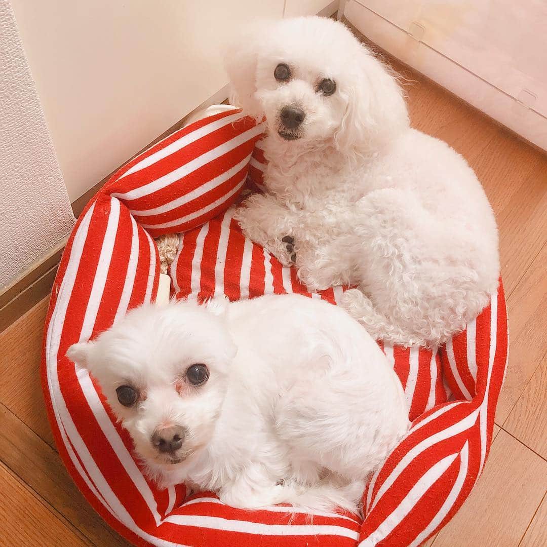 阿部桃子さんのインスタグラム写真 - (阿部桃子Instagram)「最近フィンとアルが必ず同じベッドで一緒に寝てる٩( ᐛ )( ᐖ )۶ ベッドもう1つあるのに、小さい方ので😂二人ともこれがいいのかしら🤔 ちなみに写真は全部違う日🐶🐶 #dog #dogstagram #whitedog #toypoodle #mixdog #仲良し #犬のいる暮らし」4月15日 11時27分 - abemomoko_official
