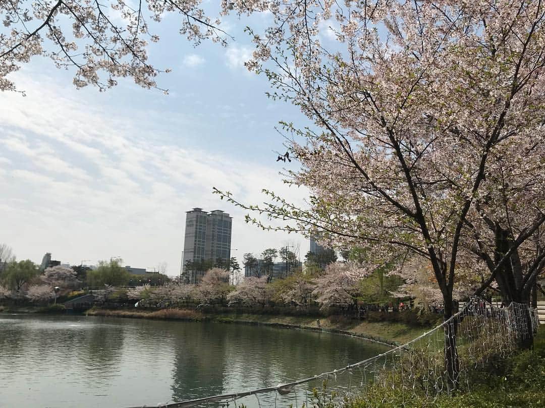 薬手名家さんのインスタグラム写真 - (薬手名家Instagram)「アンニョンハセヨ、薬手名家です🤗💕 ₋ ソウルも桜が満開しましたー！が、昨日の雨で、ほとんど散ってしまいました😭😭😭 ₋ また来年まで待たなければならない、というのはとても寂しいですが、やっぱり桜って、見てると気持ちよくなりますよね😆 ₋ 皆さんにも共有したく、ソウルのザムシル駅の近くにある石村湖(ソクチョン・ホス/석촌호수)の写真を載せます！ ₋ 石村湖はソウルの有名なお花見スポットです！近くにはロッテ―ワールド(遊園地)やワールドタワー、大型デパートなど、見どころも沢山❣️ - あと、最後のコースは薬手名家蚕室駅店•ダリアスパ蚕室店にするのはいかがでしょうか😊2か所とも8番出口からすぐのところにあります❤️」4月15日 11時29分 - yakson_japan