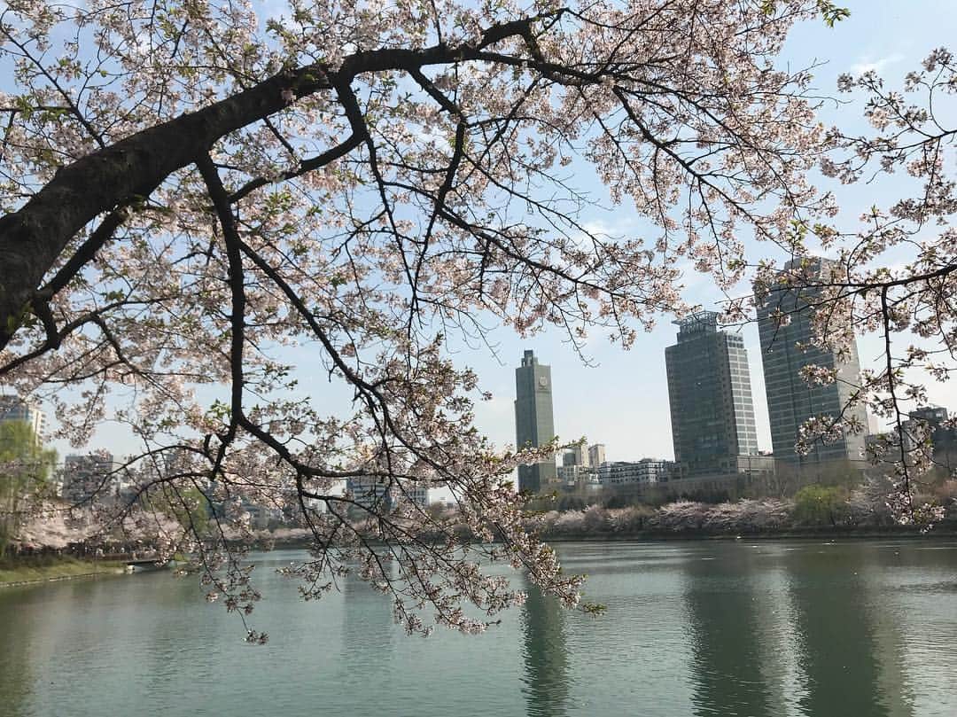 薬手名家さんのインスタグラム写真 - (薬手名家Instagram)「アンニョンハセヨ、薬手名家です🤗💕 ₋ ソウルも桜が満開しましたー！が、昨日の雨で、ほとんど散ってしまいました😭😭😭 ₋ また来年まで待たなければならない、というのはとても寂しいですが、やっぱり桜って、見てると気持ちよくなりますよね😆 ₋ 皆さんにも共有したく、ソウルのザムシル駅の近くにある石村湖(ソクチョン・ホス/석촌호수)の写真を載せます！ ₋ 石村湖はソウルの有名なお花見スポットです！近くにはロッテ―ワールド(遊園地)やワールドタワー、大型デパートなど、見どころも沢山❣️ - あと、最後のコースは薬手名家蚕室駅店•ダリアスパ蚕室店にするのはいかがでしょうか😊2か所とも8番出口からすぐのところにあります❤️」4月15日 11時29分 - yakson_japan