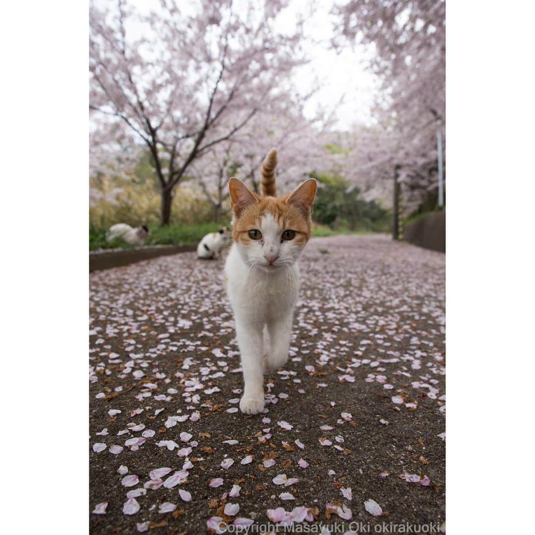 Masayukiさんのインスタグラム写真 - (MasayukiInstagram)「SAKURA🌸  #cat #ねこ」4月15日 11時45分 - okirakuoki