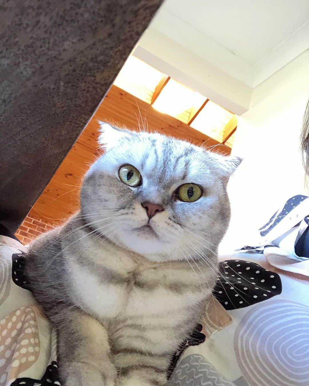 Baconのインスタグラム：「When you know that housework needs to be done ASAP but you’ve found yourself stuck. 🤭🤔🥰 #catmom #catslife #cat #truelove」