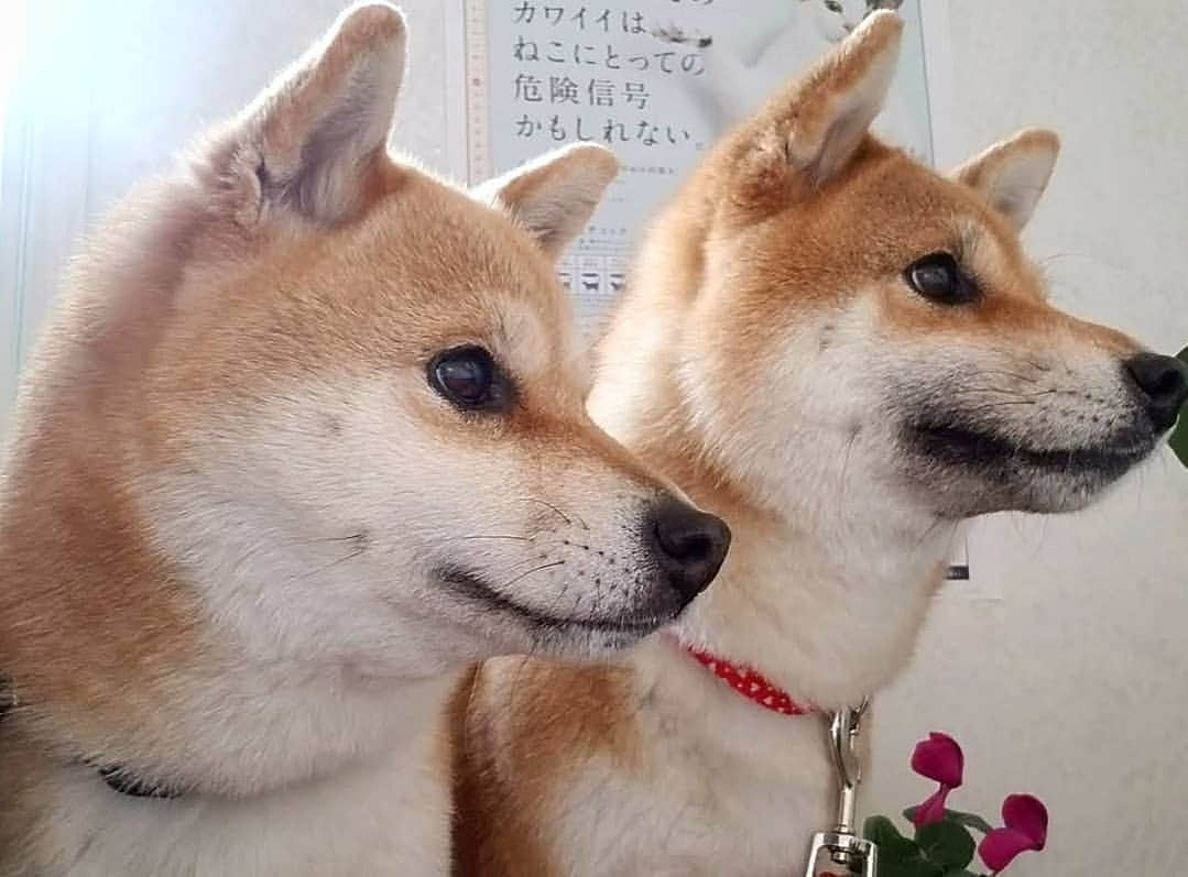 柴犬たま Shibainu Tamaさんのインスタグラム写真 - (柴犬たま Shibainu TamaInstagram)「* 怖〜い怖〜い狂犬病ワクチン💉射って フィラリアのお薬💊貰って安心したみたい😊 * Caption trans🇬🇧 They were relieved because they had finished injecting scary rabies💉 * #柴犬たま #たママ #たま家族 #柴犬ミケ #動物病院 #狂犬病ワクチン #病院嫌い #笑顔 #早く帰りたい #あご乗せ #かなりひし形 #柴犬 #shiba #shibainu #shibastagram #犬 #dog #多頭飼い」4月15日 11時53分 - tama7653