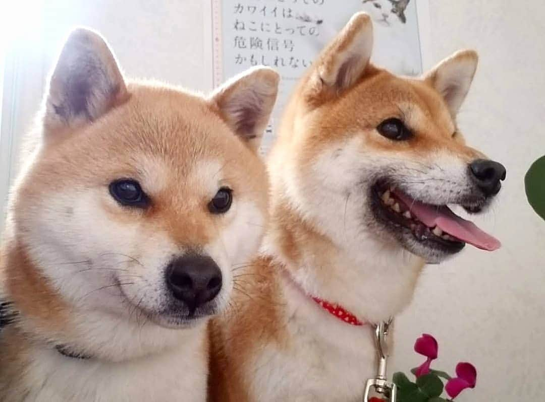 柴犬たま Shibainu Tamaさんのインスタグラム写真 - (柴犬たま Shibainu TamaInstagram)「* 怖〜い怖〜い狂犬病ワクチン💉射って フィラリアのお薬💊貰って安心したみたい😊 * Caption trans🇬🇧 They were relieved because they had finished injecting scary rabies💉 * #柴犬たま #たママ #たま家族 #柴犬ミケ #動物病院 #狂犬病ワクチン #病院嫌い #笑顔 #早く帰りたい #あご乗せ #かなりひし形 #柴犬 #shiba #shibainu #shibastagram #犬 #dog #多頭飼い」4月15日 11時53分 - tama7653