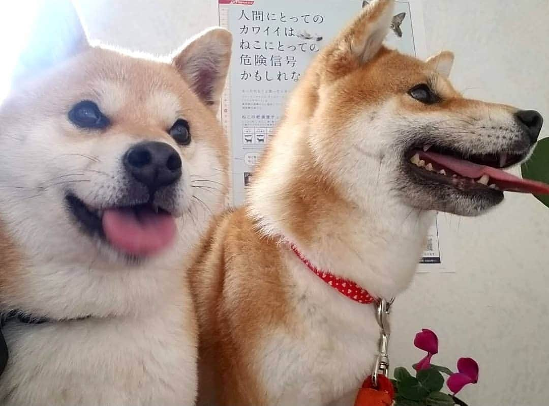 柴犬たま Shibainu Tamaさんのインスタグラム写真 - (柴犬たま Shibainu TamaInstagram)「* 怖〜い怖〜い狂犬病ワクチン💉射って フィラリアのお薬💊貰って安心したみたい😊 * Caption trans🇬🇧 They were relieved because they had finished injecting scary rabies💉 * #柴犬たま #たママ #たま家族 #柴犬ミケ #動物病院 #狂犬病ワクチン #病院嫌い #笑顔 #早く帰りたい #あご乗せ #かなりひし形 #柴犬 #shiba #shibainu #shibastagram #犬 #dog #多頭飼い」4月15日 11時53分 - tama7653