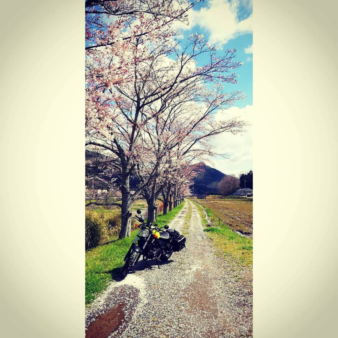松本隆博のインスタグラム：「。 なごり桜 \(*ˊᗜˋ*)/ 寒いけど 来てよかた。」