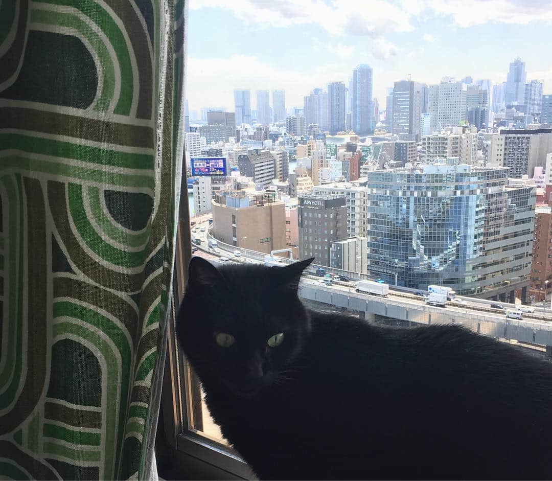 猫沢エミさんのインスタグラム写真 - (猫沢エミInstagram)「坊が添い寝してくれた朝。  兄は窓辺でおはようございます。  #東京下町時間 #猫沢家の猫兄弟」4月15日 12時30分 - necozawaemi