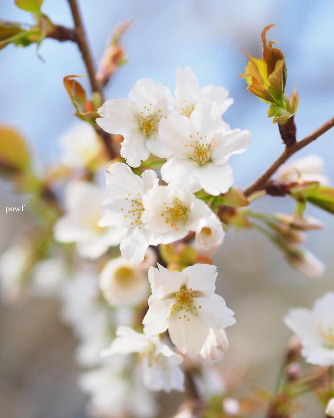 anemone_69さんのインスタグラム写真 - (anemone_69Instagram)「. #オオシマザクラ (２週間前の) ❀〜 . . #sakura #サクラ #桜 #cherryblossom . . .」4月15日 12時34分 - powf