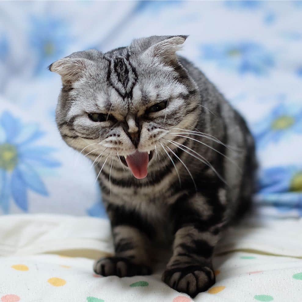 Shishi-maruのインスタグラム：「🐱Wild life? 🐱野生の目覚め？ ーーーーーーーーーーー 📕「ぷっちねこ。」単行本発売中 📗「3匹のちいさな猫を召喚できたなら」 📘「ちいさな猫を召喚できたなら」重版出来 ーーーーーーーーーーー ⭐︎ねこ漫画を描いています→@tacos_cat 🐱公式→@chiisanacat 🌺Twitter →@taco_emonemon ーーーーーーーーーーー」