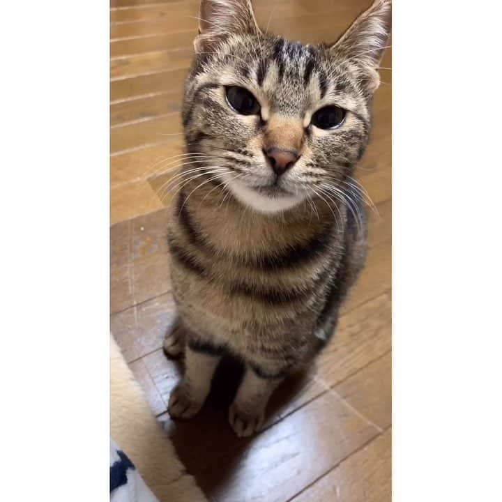 南口奈々のインスタグラム：「. ちび「よしよししてーねぇねぇ、よしよししてー」  ちび「にゃに撮ってんー？もっとよしよししてー」  #あざとい系にゃんこ #南ちび #ミルスタ #instacat #ネコスタグラム #猫 #ネコ #にゃんこ #cat  #ふわもこ部 #ペコねこ部 #スノーシュー #靴下にゃんこ」