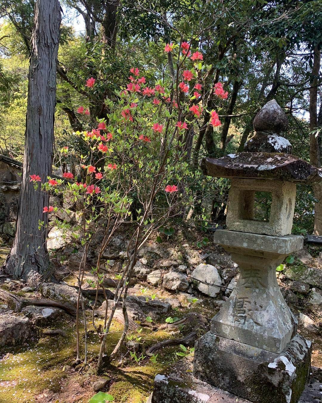 あゆむさんのインスタグラム写真 - (あゆむInstagram)「#高知 の #五台山 は #竹林寺  日本三文殊の一つとされ、四国八十八箇所の31番礼所のお寺  地元から近いからこそ最後に来たの遠足ぶりかも。大人になって来ると、こんなにも景色が違って見えるもんながやね。歴史と趣があるまさに小京都。  近くに高知市街が一望できる展望台もあり、夜景も綺麗ながよ  あゆむんが食べゆうがは高知名物アイスクリン！ アイスクリームとも違うとにかく高知でしか味わえないシャーベットの様なアイス！  #ゆず活 #高知観光  #四国八十八箇所」4月15日 13時23分 - aym_lml