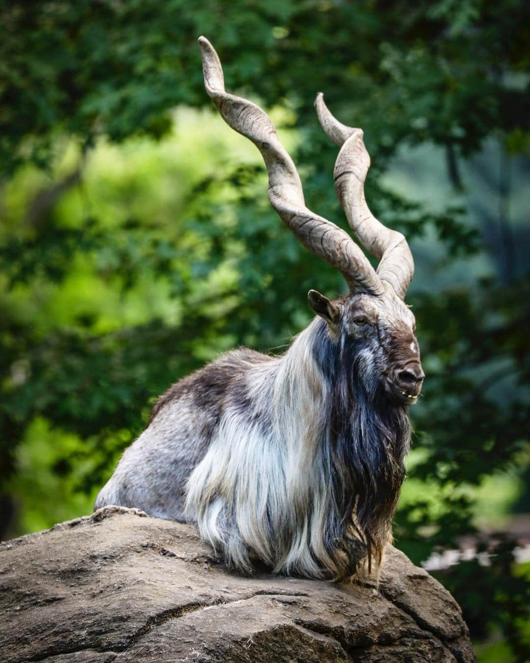 Discoveryさんのインスタグラム写真 - (DiscoveryInstagram)「“The Markhor is species of wild goat that is native to Central Asia, Karakoram and the Himalayas. The name “Markhor” is thought to have been derived from two Persian words, “mar,” meaning snake, and “kho,r” meaning eater. This could have been either because of the goats ability to kill snakes, or its horns which could be representative of a curling snake. Today, the markhor, the national animal of Pakistan, is listed as endangered by the International Union for the Conservation of Nature.” 📸 + caption by Jake Rosmarin (@jakerosmarinphotography2) . . . . #BronxZoo #wildlife #nature #naturephotography #animal #potd #photooftheday #discover #wildlifephotography #Markhor」4月16日 0時12分 - discovery