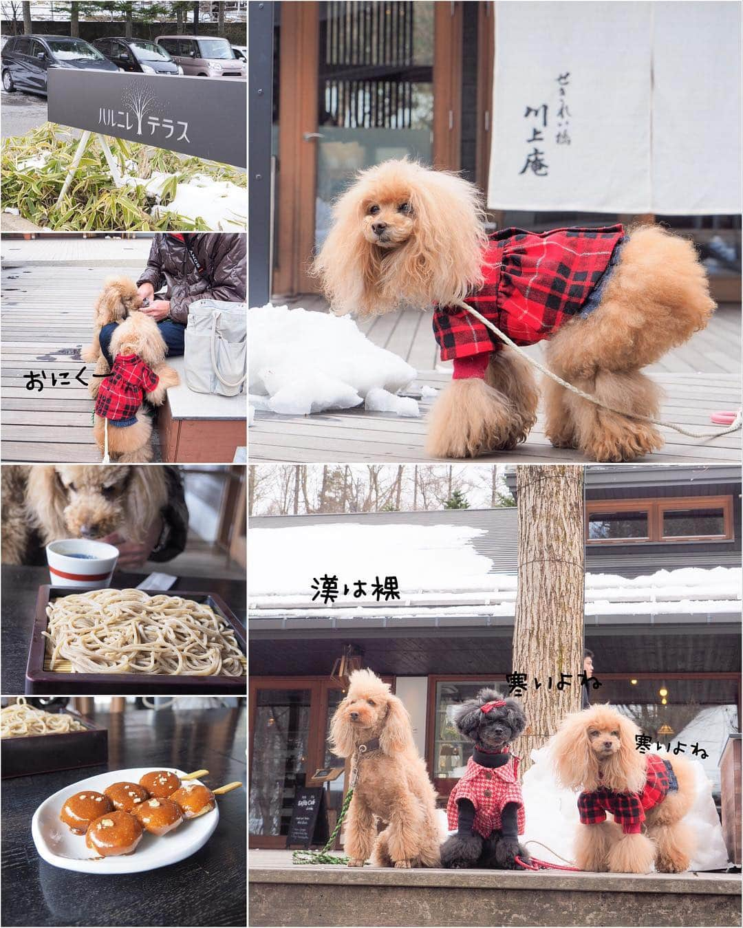 Toypoodle Mikuru?Asakusa Tokyoさんのインスタグラム写真 - (Toypoodle Mikuru?Asakusa TokyoInstagram)「軽井沢失踪旅行☃️1日目 ストレスの毎日から脱出🙌🏻有給取って軽井沢へGo💨 新幹線降りたら別世界でした。 夏の旅行は台風、冬は大雪😰 呪われているのか？このメンバー😂 でも、ネタか豊富ならオールオッケー😆 ❶ハルニレテラスでチーンなふたり😑 ❷ 一方、雪でテンション上がる飼主🤣 ❸ 村民食堂でビールで乾杯🍻 ❹ 同じ顔😑でしか写真が撮れない ❺ ソラくん合流 ❻ ソラパパ川上庵でお蕎麦 ❼ ディレタント カフェでお茶 ❽ それぞれの思い ❾ ビーたんファミリー& なめポンファミリー合流 ➓ 酒盛り後ゆっくり寝ましたよ！ . 酒盛り風景はストーリーズのハイライトでどうぞ😂 20190412 Friday. . 2日目に続く🔜 . #軽井沢 って雪国なの？ #酒盛り 女体盛はない #温泉が好き」4月15日 22時51分 - purapura299