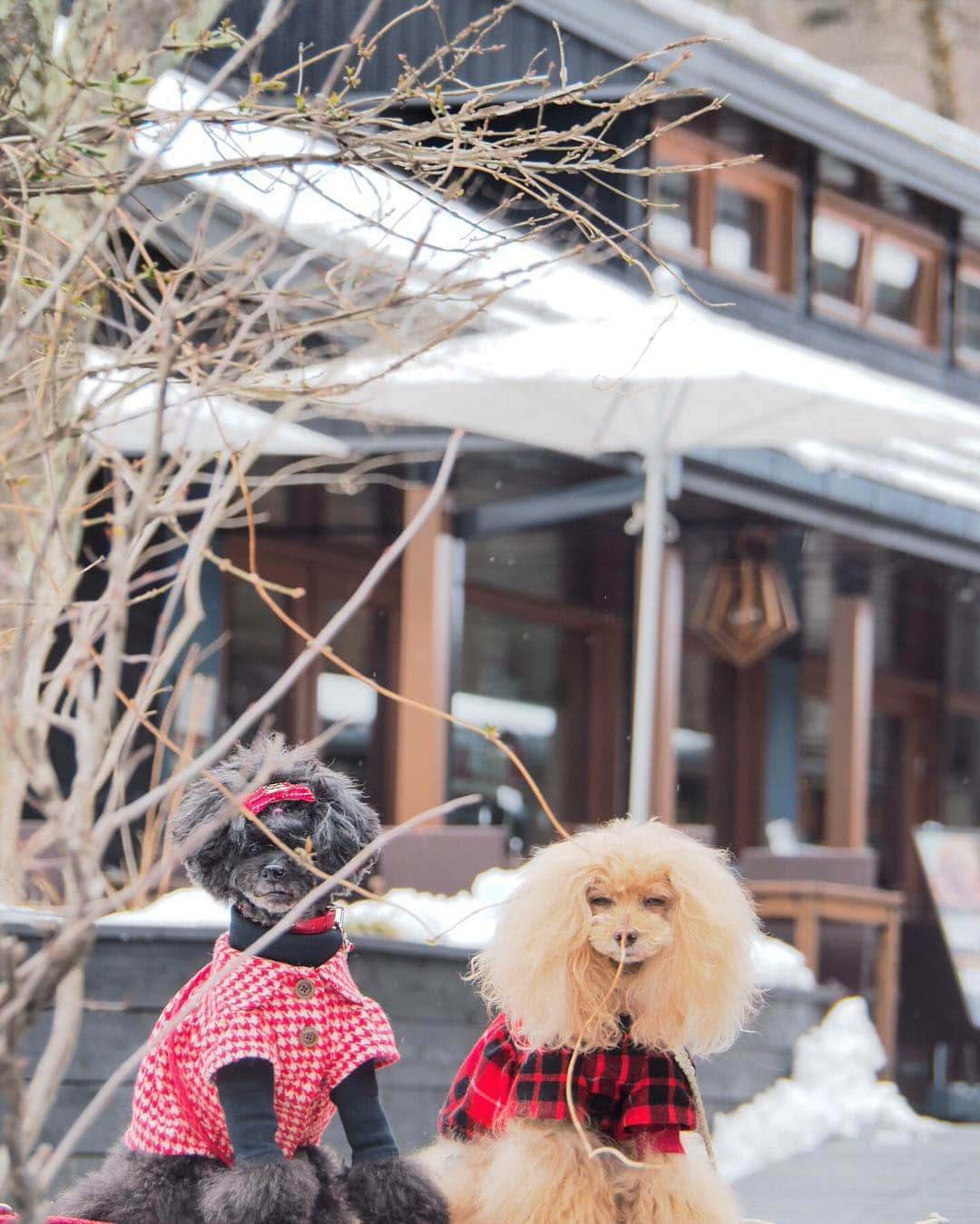 Toypoodle Mikuru?Asakusa Tokyoさんのインスタグラム写真 - (Toypoodle Mikuru?Asakusa TokyoInstagram)「軽井沢失踪旅行☃️1日目 ストレスの毎日から脱出🙌🏻有給取って軽井沢へGo💨 新幹線降りたら別世界でした。 夏の旅行は台風、冬は大雪😰 呪われているのか？このメンバー😂 でも、ネタか豊富ならオールオッケー😆 ❶ハルニレテラスでチーンなふたり😑 ❷ 一方、雪でテンション上がる飼主🤣 ❸ 村民食堂でビールで乾杯🍻 ❹ 同じ顔😑でしか写真が撮れない ❺ ソラくん合流 ❻ ソラパパ川上庵でお蕎麦 ❼ ディレタント カフェでお茶 ❽ それぞれの思い ❾ ビーたんファミリー& なめポンファミリー合流 ➓ 酒盛り後ゆっくり寝ましたよ！ . 酒盛り風景はストーリーズのハイライトでどうぞ😂 20190412 Friday. . 2日目に続く🔜 . #軽井沢 って雪国なの？ #酒盛り 女体盛はない #温泉が好き」4月15日 22時51分 - purapura299