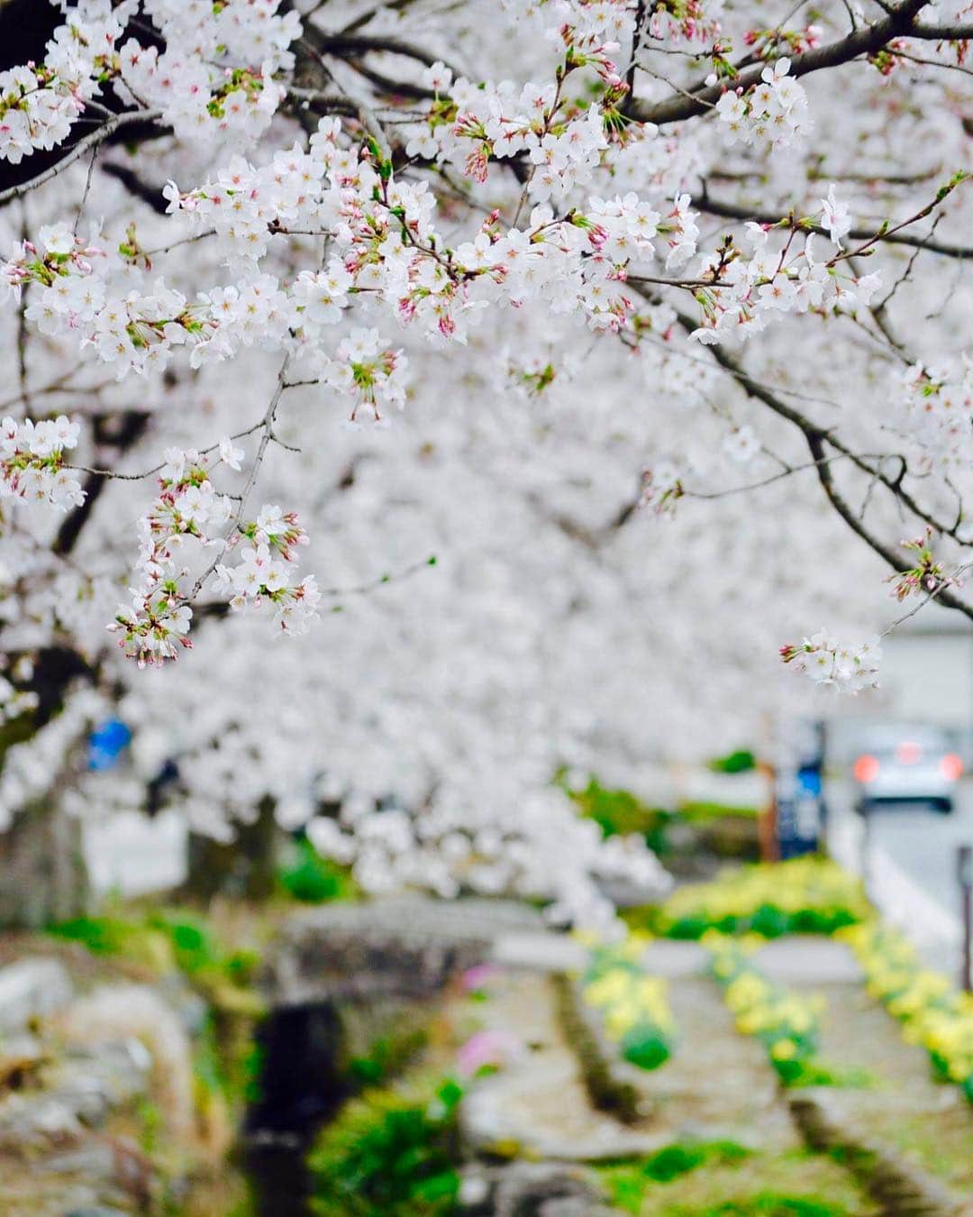 岡田ひとみ（ねんドル）さんのインスタグラム写真 - (岡田ひとみ（ねんドル）Instagram)「Cherry blossom 2019🌸#cherryblossom #sakura #japan #japon #photoshoot #photography #一眼レフ #カメラ #桜」4月15日 23時02分 - hitomi_nendol
