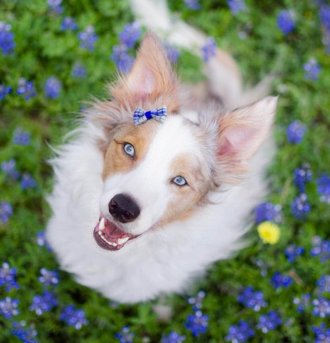 Jazzy Cooper Fostersさんのインスタグラム写真 - (Jazzy Cooper FostersInstagram)「Baby Blue among Royal Blue 💙💎💙🌼」4月15日 23時18分 - bordernerd