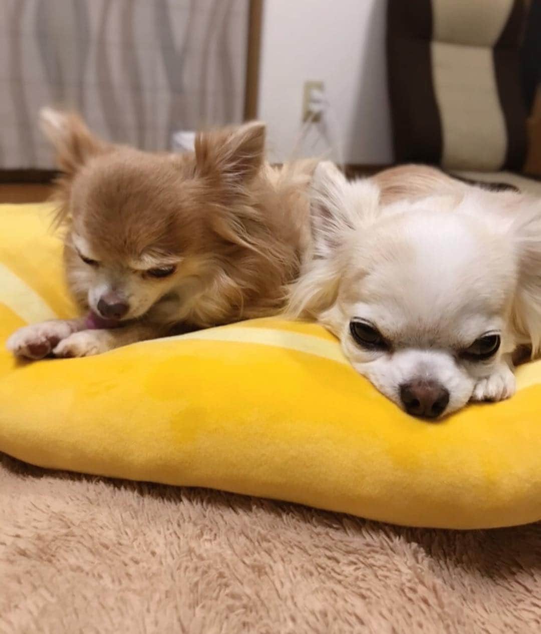 ∞maki∞??????さんのインスタグラム写真 - (∞maki∞??????Instagram)「2019.4.15 デコ♡フワ♡ ・ ・ ふたりでひっつき寝んね😌💗💗💗 おやすみなさ〜い💤✨ ・ ・ #dog#Chihuahua#Chihuahualove#Chihuahualife#instaChihuahua#photooftheday#IGersJP#west_dog_japan#all_dog_japan#happy#cute#love#犬#愛犬#チワワ#ちわわ#ロングコートチワワ#多頭飼い#可愛い#癒し#幸せ#仲良し#Goodnight#おやすみ」4月15日 23時27分 - maki_dfpso