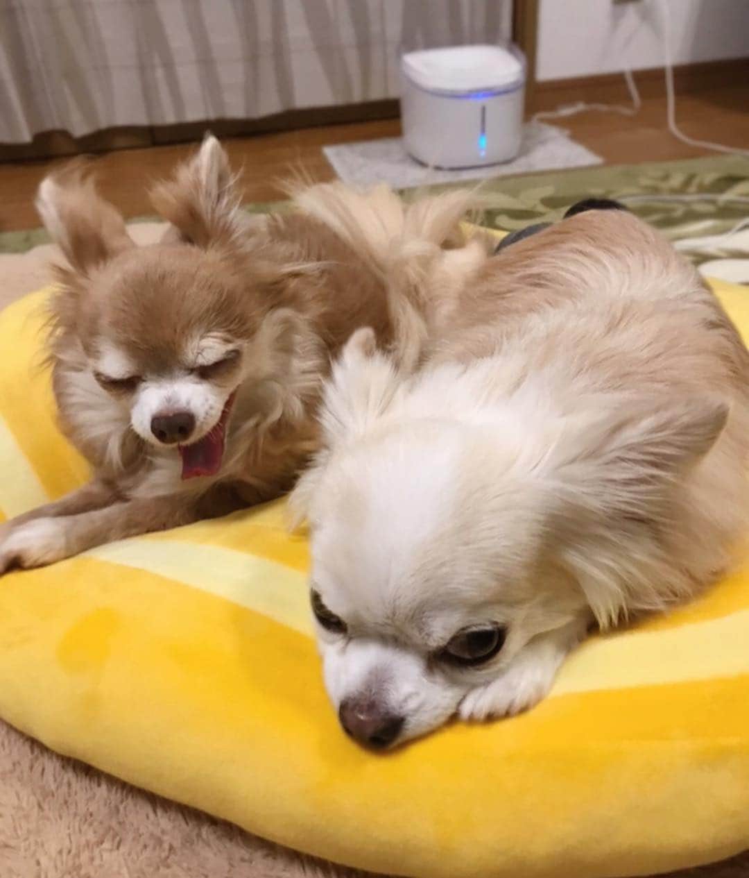 ∞maki∞??????さんのインスタグラム写真 - (∞maki∞??????Instagram)「2019.4.15 デコ♡フワ♡ ・ ・ ふたりでひっつき寝んね😌💗💗💗 おやすみなさ〜い💤✨ ・ ・ #dog#Chihuahua#Chihuahualove#Chihuahualife#instaChihuahua#photooftheday#IGersJP#west_dog_japan#all_dog_japan#happy#cute#love#犬#愛犬#チワワ#ちわわ#ロングコートチワワ#多頭飼い#可愛い#癒し#幸せ#仲良し#Goodnight#おやすみ」4月15日 23時27分 - maki_dfpso