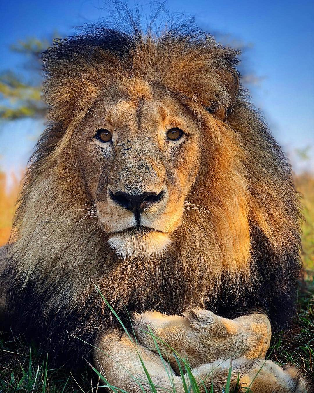 Kevin Richardson LionWhisperer のインスタグラム