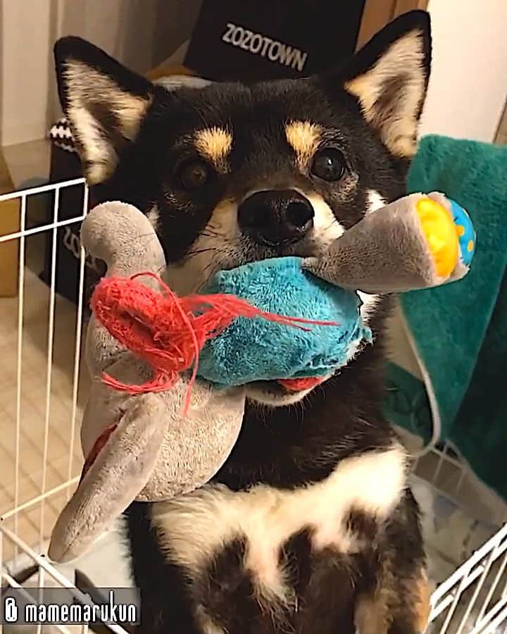まめ丸のインスタグラム：「* * 【 #今日のおでむかえシリーズ 】 おつかれさまー🐶❣️ はやくナデナデしてー💓 （くわえてるのはお気に入りでボロボロになったゾウさん🐘） * Welcome home🐶💓 I was waiting for you to come back home❣️ * #月曜日は特に大歓迎 #ヒコーキ耳 ✈︎ #まめ丸ヒコーキ * #柴犬#豆柴#柴#黒柴#黒豆柴#犬#ふわもこ部#shiba#shibainu#shibastagram#shibadog#puppy#instadog#dogstagram#dog#mameshiba#instashiba#petstagram#pet#buzzfeedanimals#cute#cutedog#강아지#멍스타그램#doglover#worldofcutepets」