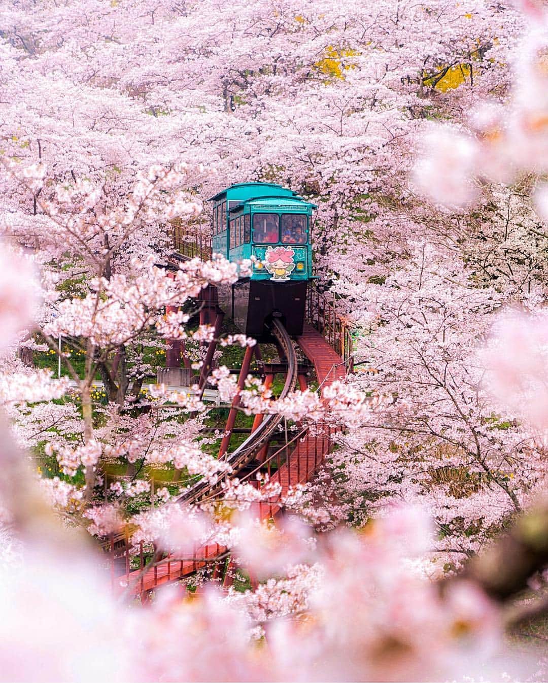 Wonderful Placesさんのインスタグラム写真 - (Wonderful PlacesInstagram)「A ride through cherry blossoms ✨🌸🌸🌸✨ . Pictures by ✨✨@everchanginghorizon✨✨ #wonderful_places for a feature 💖」4月15日 23時32分 - wonderful_places