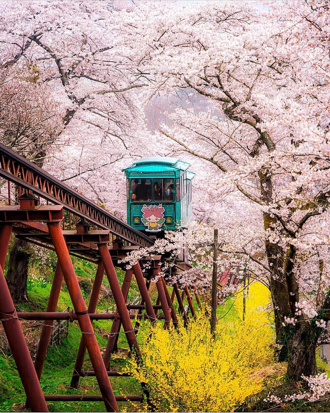 Wonderful Placesさんのインスタグラム写真 - (Wonderful PlacesInstagram)「A ride through cherry blossoms ✨🌸🌸🌸✨ . Pictures by ✨✨@everchanginghorizon✨✨ #wonderful_places for a feature 💖」4月15日 23時32分 - wonderful_places