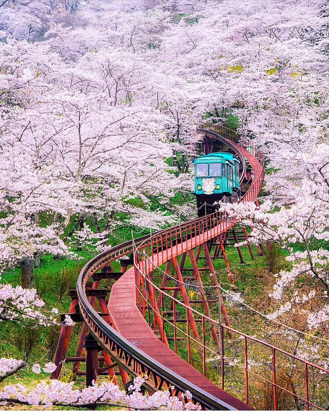 Wonderful Placesさんのインスタグラム写真 - (Wonderful PlacesInstagram)「A ride through cherry blossoms ✨🌸🌸🌸✨ . Pictures by ✨✨@everchanginghorizon✨✨ #wonderful_places for a feature 💖」4月15日 23時32分 - wonderful_places