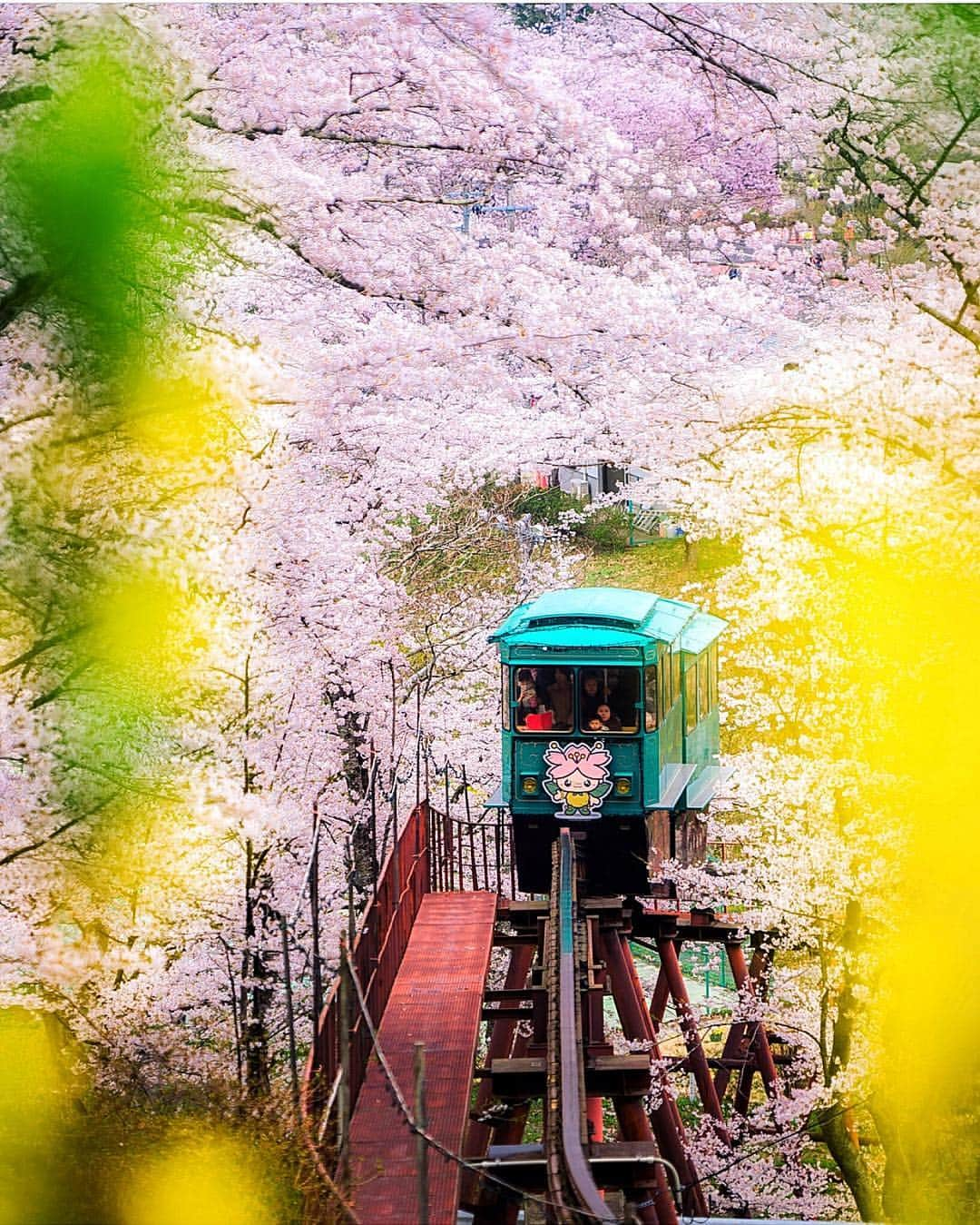 Wonderful Placesさんのインスタグラム写真 - (Wonderful PlacesInstagram)「A ride through cherry blossoms ✨🌸🌸🌸✨ . Pictures by ✨✨@everchanginghorizon✨✨ #wonderful_places for a feature 💖」4月15日 23時32分 - wonderful_places