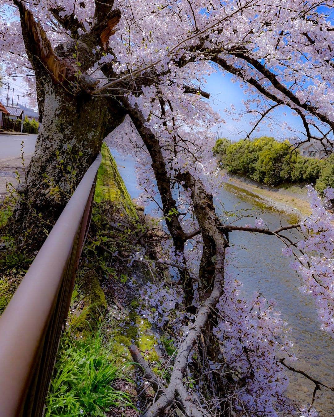 中野猛さんのインスタグラム写真 - (中野猛Instagram)「昨年の夏の台風で折れてしまった桜🌸 しかし、折れて尚、花を咲かせる力強い生命力に感動...。 昨日のタイガーウッズ同様に勇気をもらえるな。  #2019年桜 #平成最後の桜 #sakura #サクラ #Kyoto #おめでとうタイガーウッズ #light_nikon #Nikond6」4月15日 23時54分 - takeshi__nakano