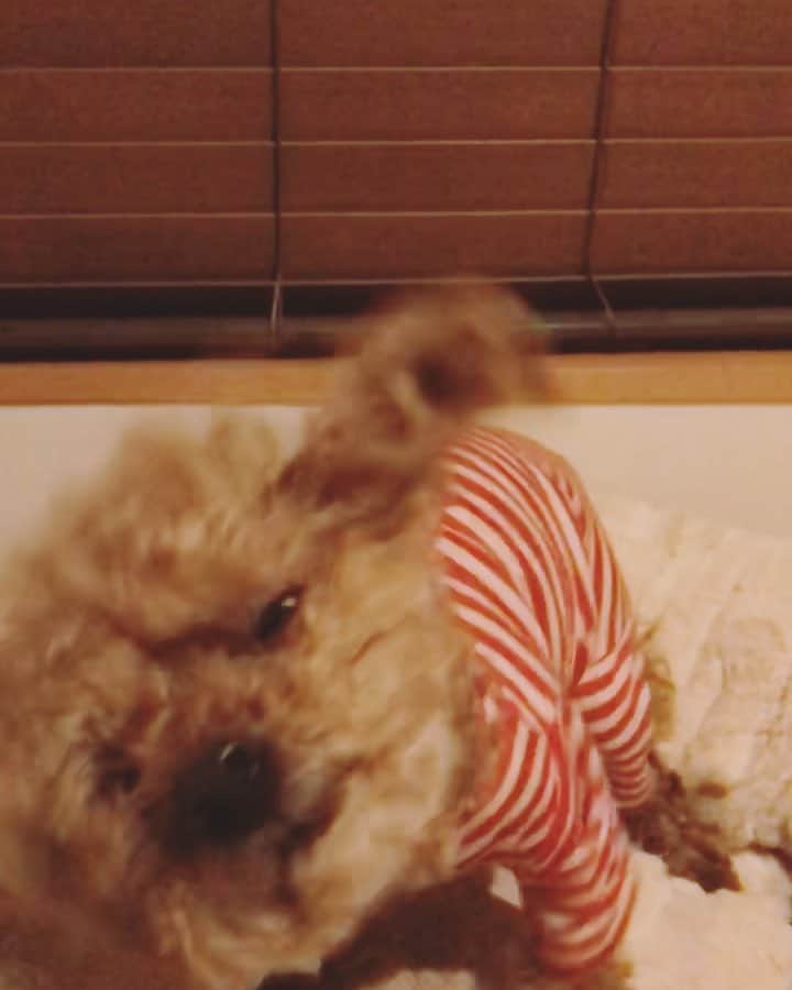 石川龍のインスタグラム：「激しい。 最後に髪の毛がファサっとなるところがとても良い。 #まめきち #トイプードル #toypoodle #トイプードルの女の子 #犬バカ部」