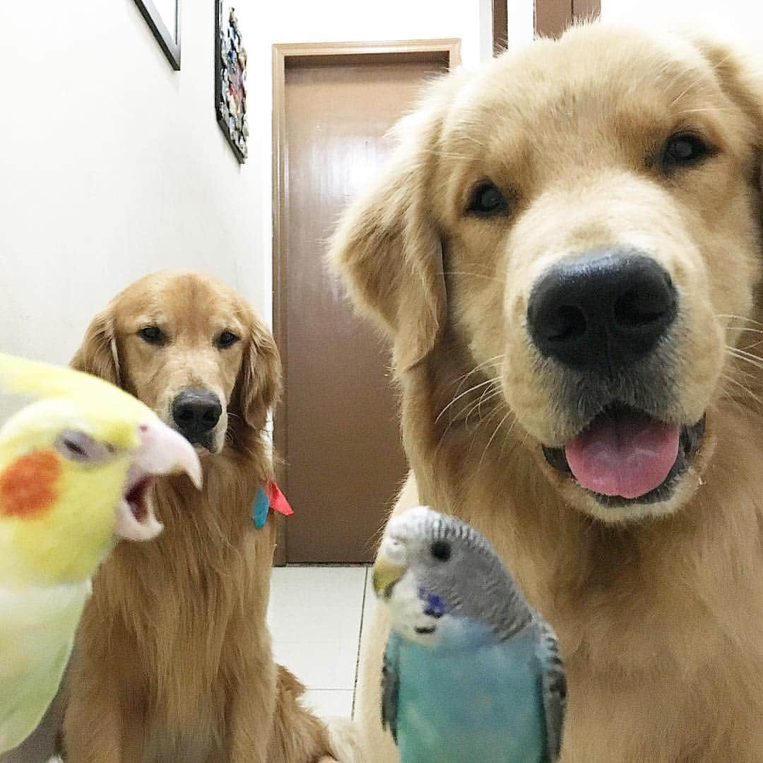 Bobさんのインスタグラム写真 - (BobInstagram)「Sempre tem um mal humorado na turma🤷🏻‍♂️ #ilovegolden_retrievers #goldenretriever #goldenretrievers #dogs #dogsofinstagram #pets #petsofinstagram #instagram #instagrammers」4月15日 23時58分 - bob_marley_goldenretriever