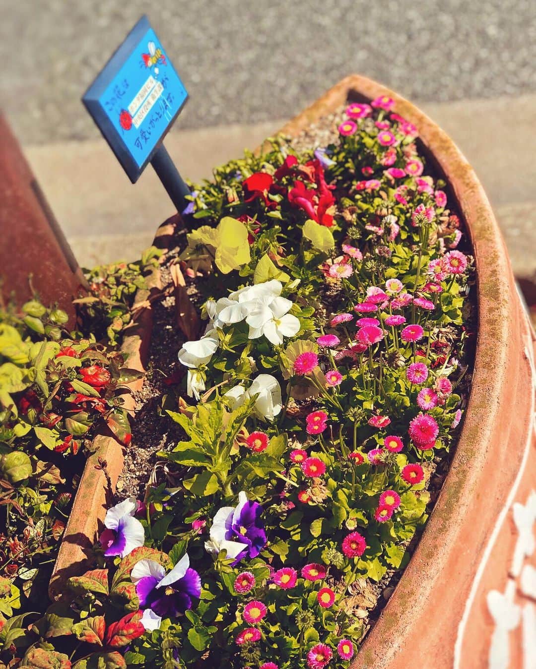 のインスタグラム：「綺麗✨ #四宮吏桜  #fukuoka  #flower」