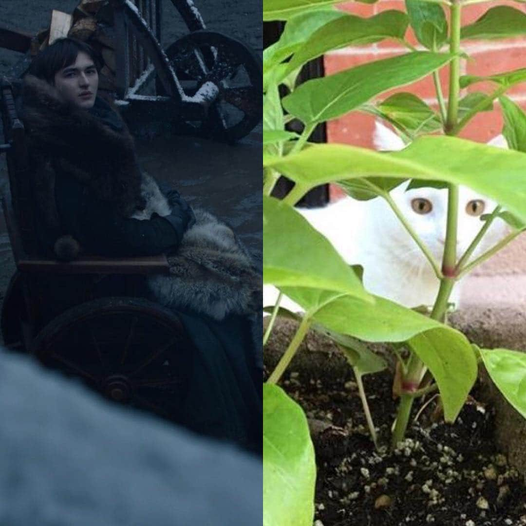 Samのインスタグラム：「Bran vs Sam. #GameOfThrones #GoT #CatsOfInstagram」