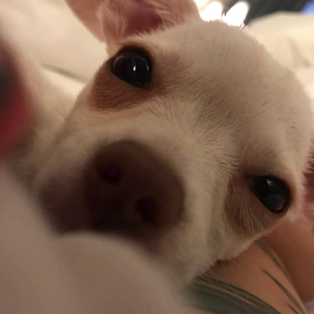 マーガレット・チョーさんのインスタグラム写真 - (マーガレット・チョーInstagram)「Lucia is the best!!!!!! #chihuahua #rescuedog #dogs」4月16日 0時09分 - margaret_cho