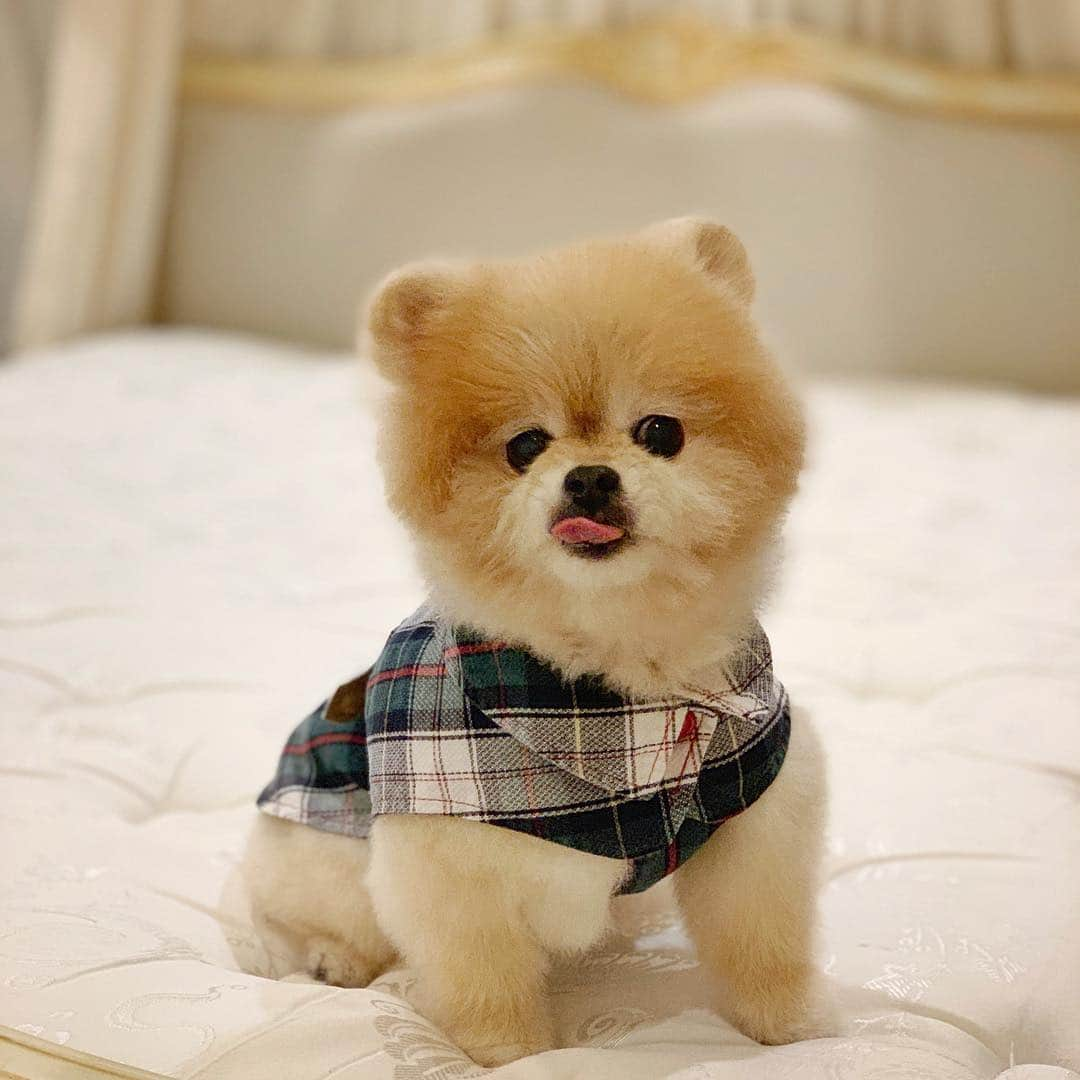 Ella Chuffyさんのインスタグラム写真 - (Ella ChuffyInstagram)「My feeling when knowing I’ll have a celery juice tomorrow. 🧪 #celeryjuice . . . . . . . . . #ellachuffy #pet #petstagram #pomeranianpage #pomeraniansofinstagram #teacuppoms #cutedogs #pomeranian_lovers #pomeranianlife #pomeranianworld #teddybeardog #pomeranian #puppylove #aplacetolovedogs #dogoftheday #justpomeranians #fluffypack #dogoftheday #anmlsposts #thedailypompom #picoftheday #iflmdog #犬 #狗 #everydaydoglover  #pomeranianww #justpomeranians #bridgetdoodlesdogs」4月16日 0時09分 - missdiad